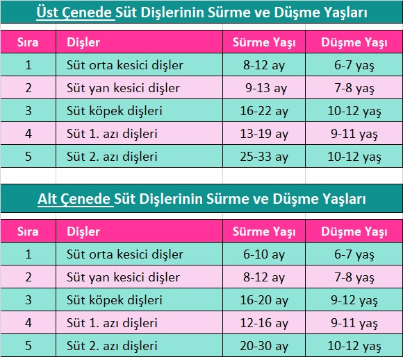 Alt ve Üst Çenede Süt  Dişlerinin Sürme be Düşme Yaşları